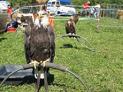Aigle 2